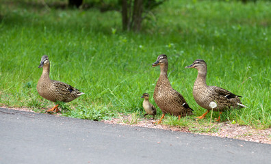 the ducks cross the road