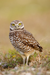 Burrowing Owl