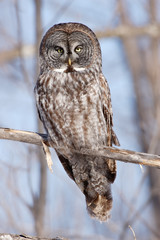 Great Gray Owl