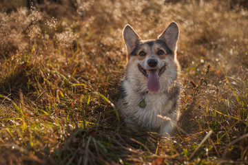 Naklejka na ściany i meble welsh corgi pembroke dog in the field