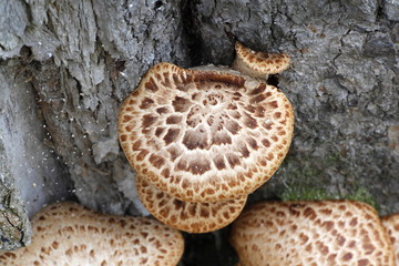 Obraz premium Dryad's saddle, also called pheasant's back mushroom, Polyporus squamosus