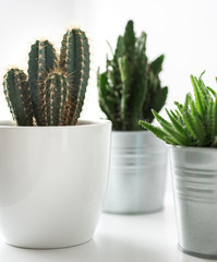 Various cactus and succulent plants in different pots close up. Modern room decoration. Cactus house plants collection.