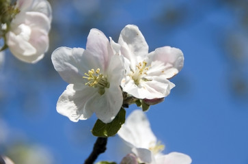  apple blossoms
