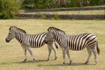 Fototapeta na wymiar two zebras in the natural reserve in Montevideo, Uruguay