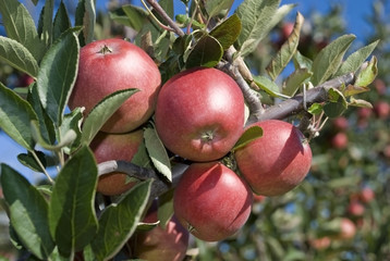 Reife äpfel am Baum - apples on tree