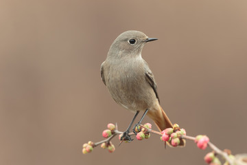 Black redstart 005