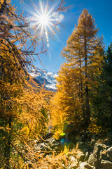 Gelbe Lärchen im Val Morteratsch mit türkisfarbenem Gletschersee, Pontresina, Schweiz