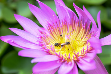 Fototapeta premium bubble bee
