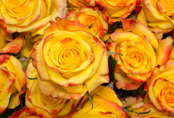 Bunch of Yellow Rose Faces