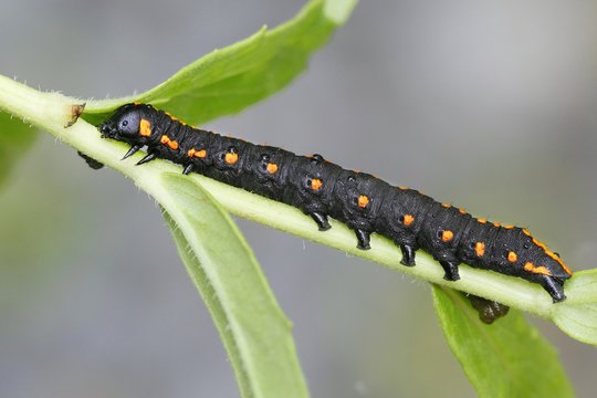 Beautiful orange and black moth caterpillar, Cucullia lucifuga