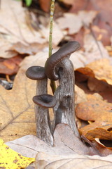 Goblet mushroom, Pseudoclitocybe cyathiformis