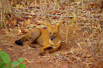 Indian Wild Dog, Cuon alpinus, Tadoba-Andheri Tiger Reserve