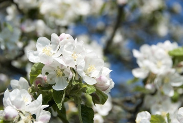 Obraz premium Apfelblüten