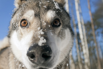 West Siberian Laika, in the winter forest.