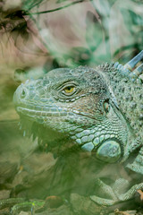 Iguane dans un parc zoologique