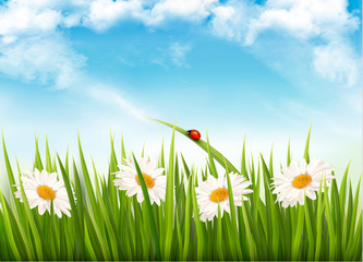 Nature background with green grass and daisy. Vector.