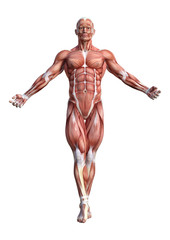 Fototapeta na wymiar 3D Rendering Male Anatomy Figure on White