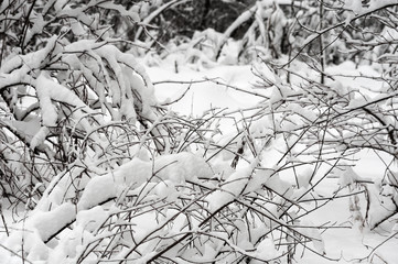 Spruce branch with a snowy forest in the background.