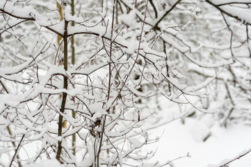 Fototapeta na wymiar branches under the snow