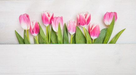 Spring time. Pink tulips on blue background, copy space, top view, banner