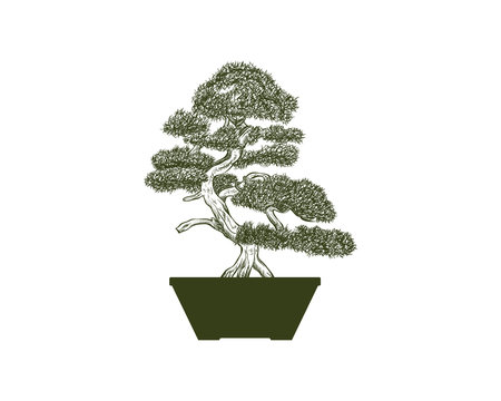 Bonsai Green Tree on the Pot for Home Interior Illustration Hand Drawing Symbol Logo Vector