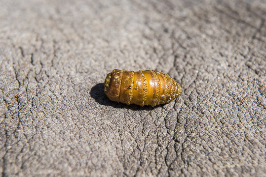 Gyrostigma bot larvae from a White Rhino