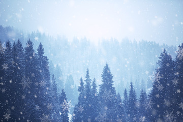 Nadelbäume im Winter mit Schneefall