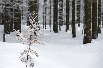 Fichtenwald im Winter mit Schneedecke