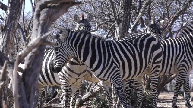 zebra herd in the bush