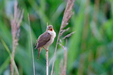 Teichrohrsänger im Schilf