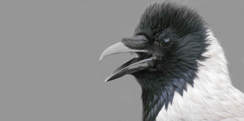 Fototapeta premium The head of a bird is a crow.