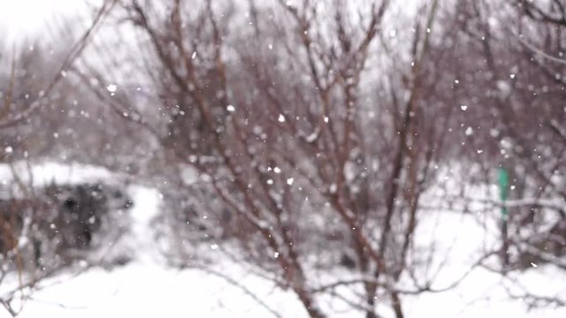 snowfall in the winter park. Slow motion