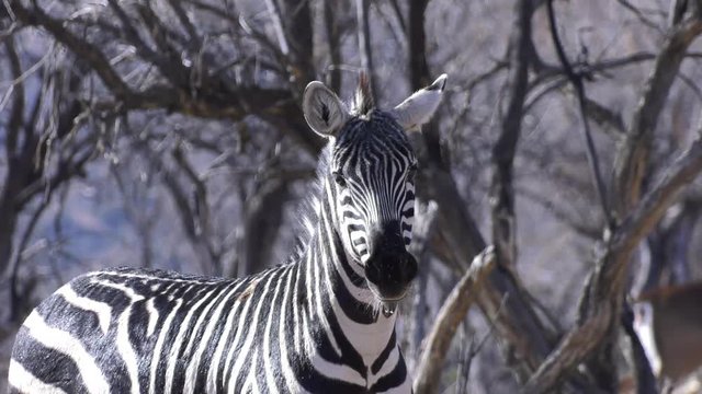 cautious zebra with antelope running away in the background