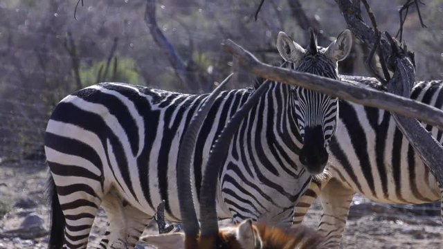 zebra and sable antelope getting along together