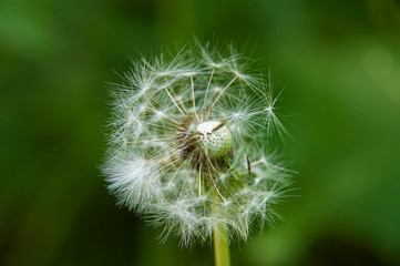 close up dandelion with lots of detail