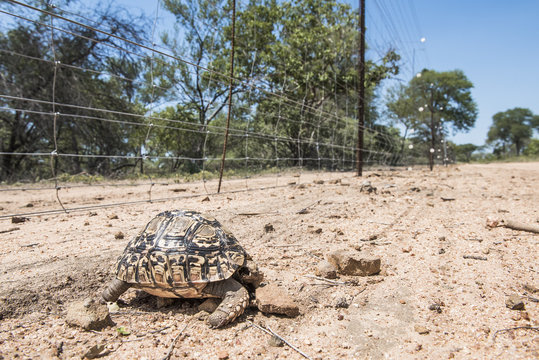 Leopard tortoise killed by an electrified boundary fence