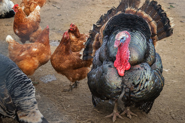 Turkey and other poultry © Nadia