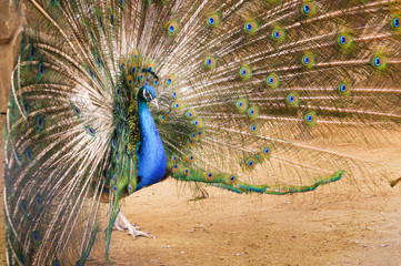 Obraz premium Portrait of a peacock with a loose tail.