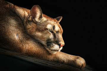 Portrait of a sleeping cougar on stones close-up.