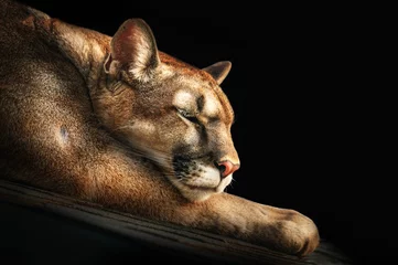 Foto op Plexiglas Portret van een slapende cougar op stenen close-up. © Nadia