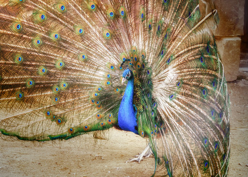 Portrait of a peacock with a loose tail.