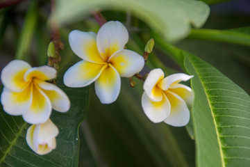 Fleur de Fragipanier