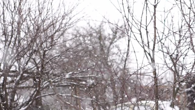 snow falls through the branches of the trees. Slow motion