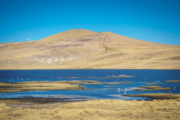 Andean Flamingos on Lake Lagunillas located between Puno and Arequipa. (Peru)