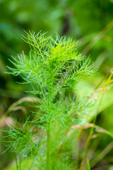 rain drops on chamomile green leaf in nature, close up