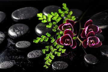 Obraz na płótnie Canvas beautiful spa concept of dark cherry orchid flower and fern twig on black zen stones with drops