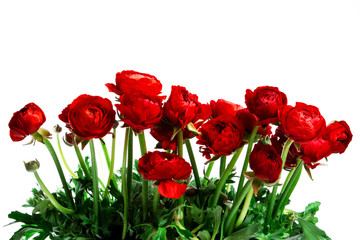 red beautiful flowers with green stems isolated on white background