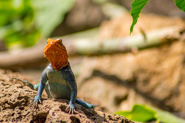 Lizard called agame settlers in the savannah of Amboseli Park in Kenya
