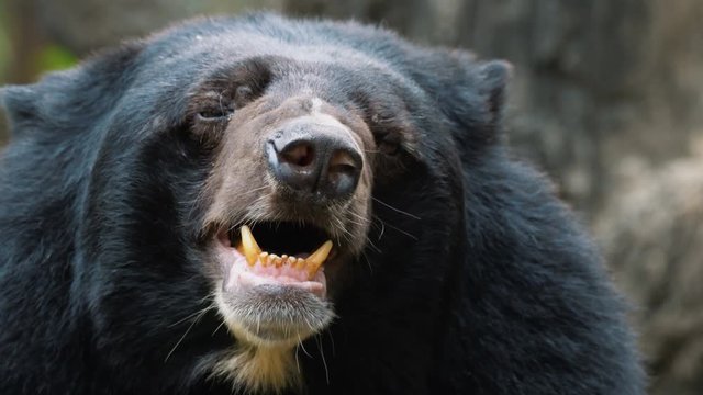 Close up video of the Asian black bear yawning and sleeping.