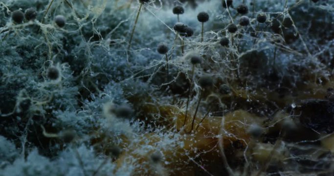 Hipper macro of mold on food, bread. Dolly shot. 4K.
